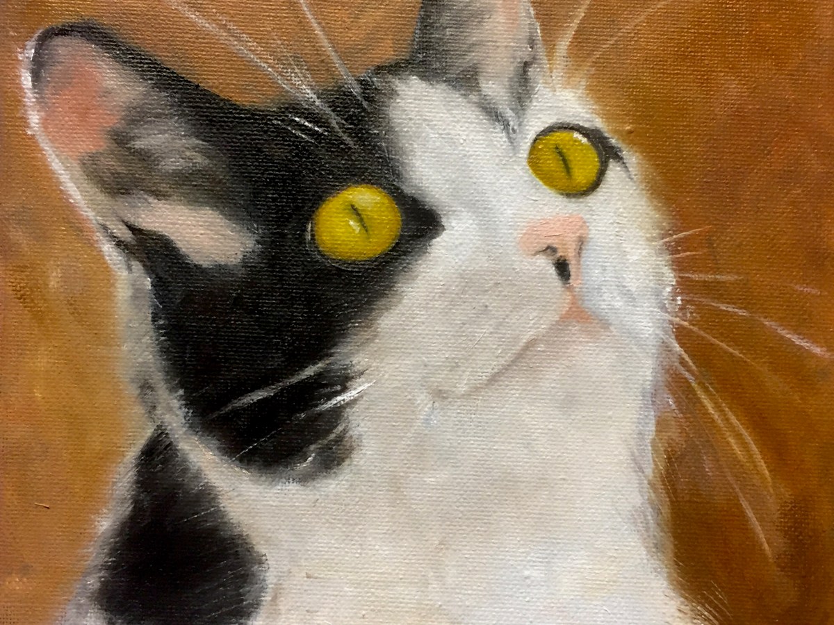 De katten in mijn&nbsp;leven